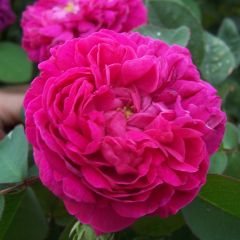 Rosa Rose de Rescht - Historische roos