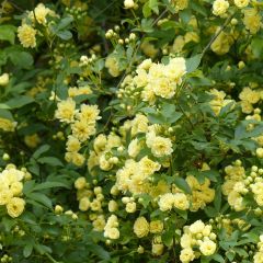 Rosa banksiae Lutea - Banksia roos