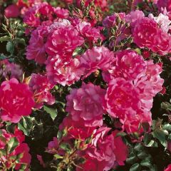 Rosa Heidetraum - Polyantharoos