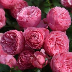 Rosa Pomponella - Trosroos
