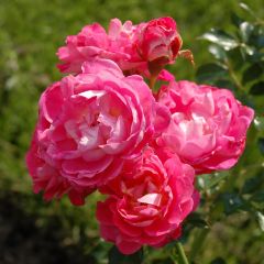Rosa Charmant - Patioroos