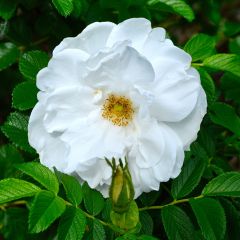 Rosa rugosa Blanc Double de Coubert - Rimpelroos