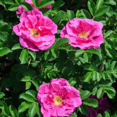 Rosa Roseraie de l'Haÿ - Rimpelroos
