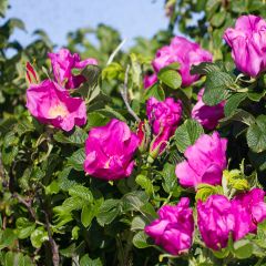 Rosa rugosa Rubra - Rimpelroos