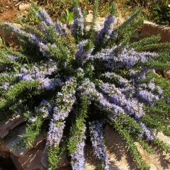 Rosmarinus officinalis Prostratus - Rozemarijn