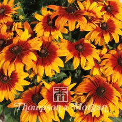 Rudbeckia hirta Cappuccino (zaad) - Zonnehoed