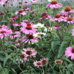 Echinacea purpurea Magnus - Rode zonnehoed