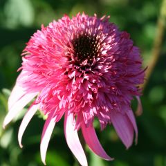Echinacea purpurea Razzmatazz - Rode zonnehoed