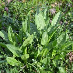 Rumex acetosa - Veldzuring