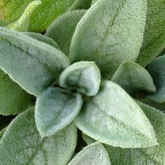 Stachys byzantina Big Ears - Ezelsoor