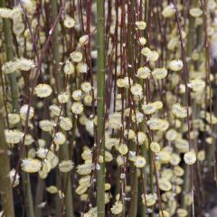 Salix caprea Kilmarnock - Boswilg Kilmarnock