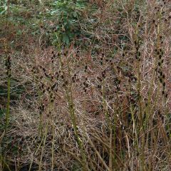 Salix gracilistyla - Katjeswilg
