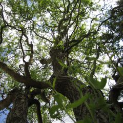 Salix matsudana Tortuosa - Kronkelwilg