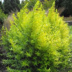 Salix sachalinensis Golden Sunshine - Bandwilg