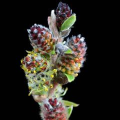 Salix subopposita - Wilg