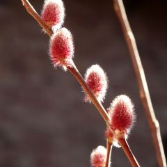 Salix gracilistyla Mount Aso - Katjeswilg