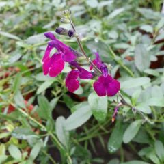 Salvia jamensis Violette de Loire Barsal - Struiksalie