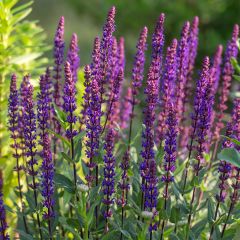 Salvia nemorosa Caradonna - Bossalie