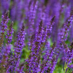 Salvia nemorosa Mainacht - Bossalie