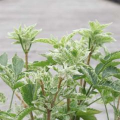 Sambucus nigra Pulverulenta - Gewone vlier