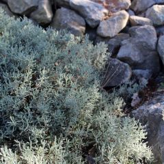 Santolina chamaecyparissus - Heiligenbloem