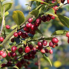 Sarcococca ruscifolia - Vleesbes