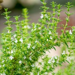 Bonenkruid - Satureja hortensis
