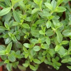 Bergbonenkruid BIO - Satureja montana (jonge planten)