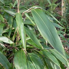 Sasa tessellata - Palmbamboe
