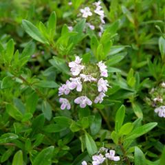 Satureja montana - Bonenkruid