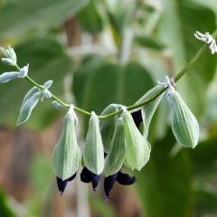 Salvia discolor - Peruaanse salie