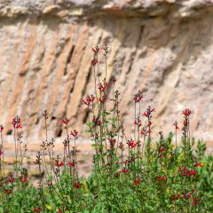 Salvia microphylla Royal Bumble - Struiksalie