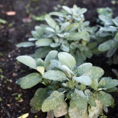 Salvia officinalis Berggarten - Echte salie