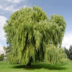 Salix alba Tristis - Schietwilg