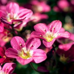 Saxifraga arendsii Peter Pan - Mossteenbreek