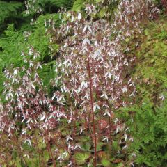 Saxifraga stolonifera Cuscutiformis - Moederplantje