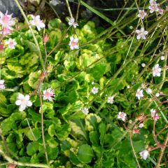 Saxifraga umbrosa Variegata - Steenbreek