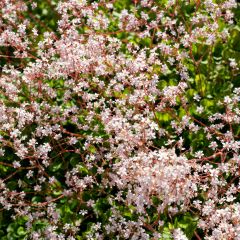 Saxifraga urbium - Schildersverdriet