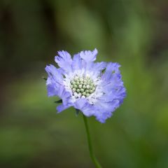 Scabiosa caucasica Perfecta - Kaukasisch duifkruid