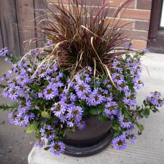 Scaevola aemula Surdiva Blauw - Waaierbloem