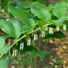 Polygonatum multiflorum - Gewone salomonszegel