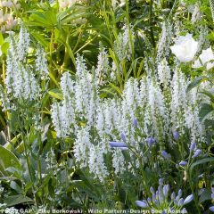 Salvia nemorosa Schneehügel - Bossalie