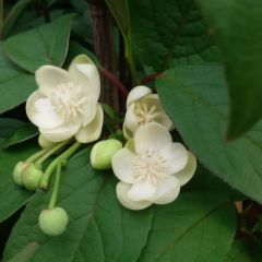 Schisandra grandiflora - Chinese magnolia-wijnstok
