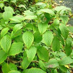Schizophragma corylifolium - Valse klimhortensia