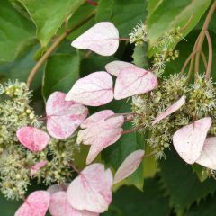 Schizophragma hydrangeoides Rose Sensation - Valse klimhortensia