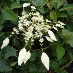 Schizophragma hydrangeoides Windmills - Valse klimhortensia