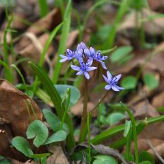 Scilla siberica Spring Beauty - Oosterse sterhyacint