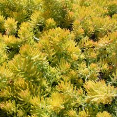 Sedum reflexum Angelina - Tripmadam
