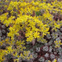 Sedum spathulifolium Purpureum - Vetkruid