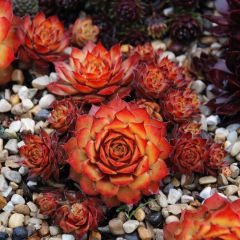 Sempervivum Chick Charms Gold Nugget - Huislook